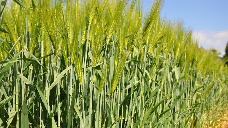 Winter barley