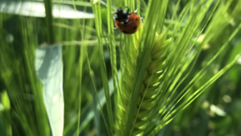 hybrid_barley_thumbnail