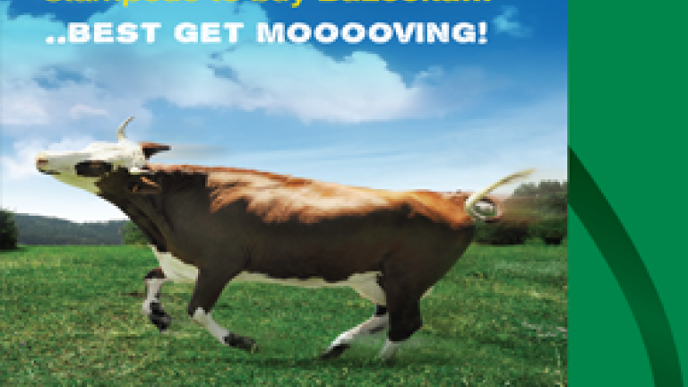 BAZOOKA_ADVERT_COW_IN_FIELD
