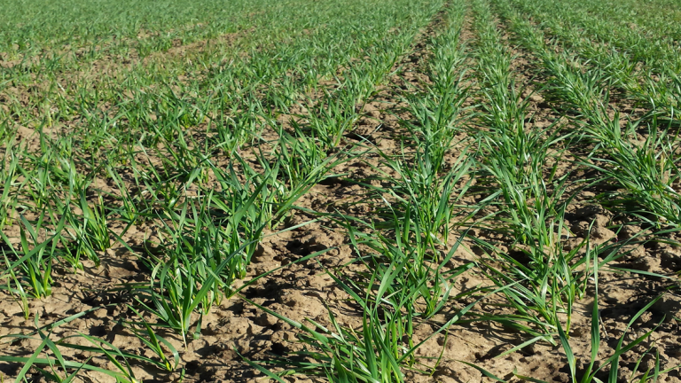 winter_wheat_seedlings_in_field
