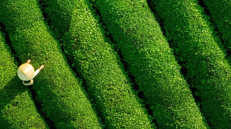 Extreme conditions need a new approachClimate change is increasing stress conditions in crops.New challenges require new solutions to prevent yield loss. Using the plant’s natural processes to improve tolerance to abiotic stress ensures greater yield stability.