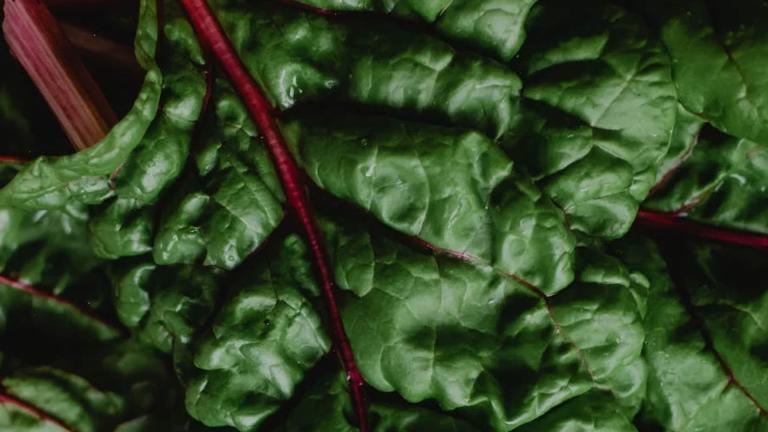 Giving farmers greater choiceToday’s farmers need more sustainable ways of growing their crops that respond to consumers’ demands about the food we eat.Syngenta Biologicals bring science-based innovation to give more choices and flexibility to farmers.