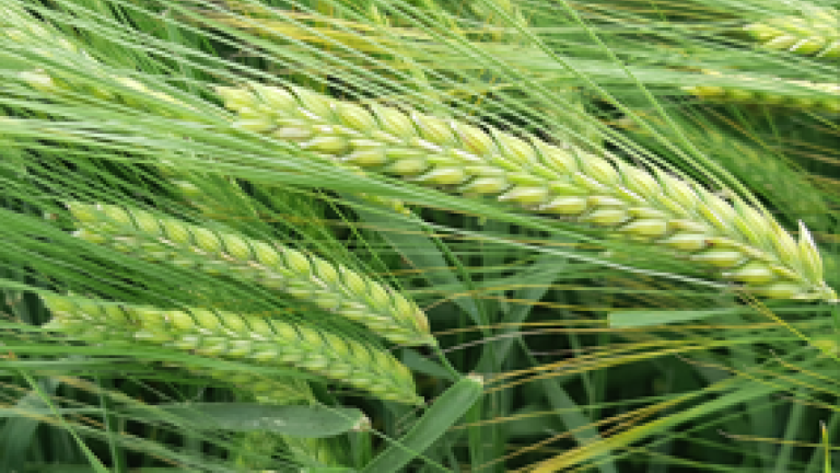 FAIRING_SPRING_BARLEY