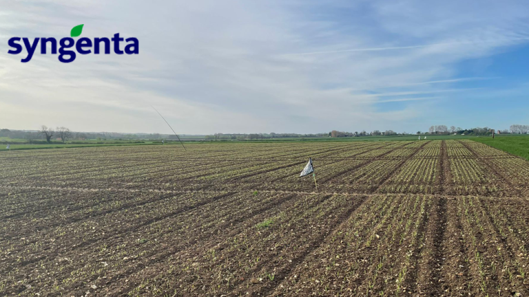 late_drilled_spring_barley_plot