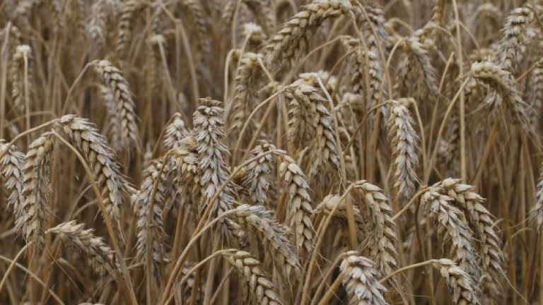 Shabras ready for harvest 