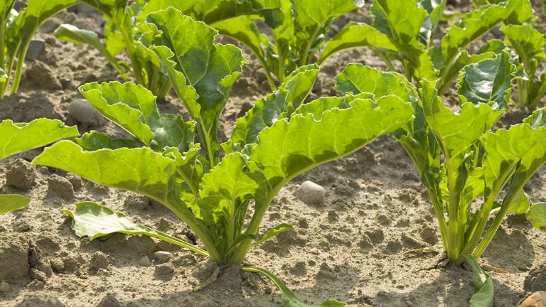 1024_x_576_beet_plant_set_to_benefit_from_vixeran_uplift.jpg