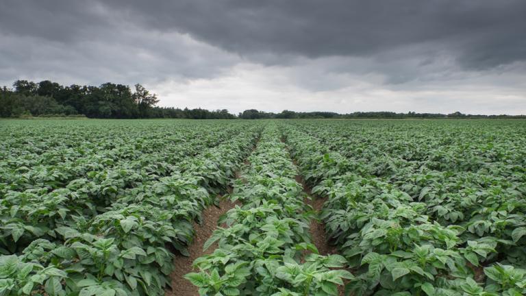 Potato field