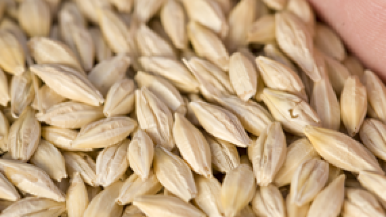 barley_seeds