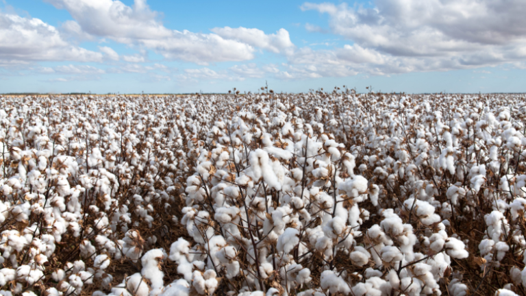 coton