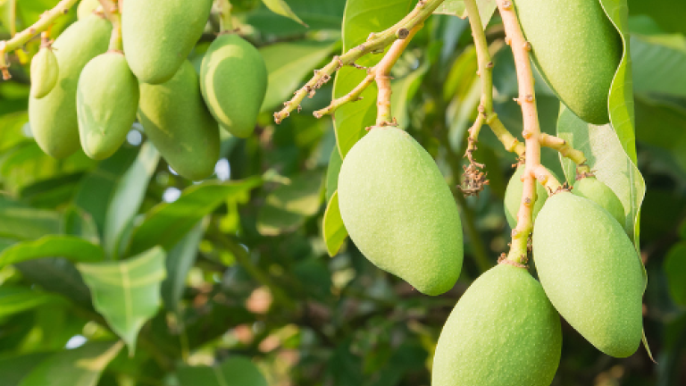 Mangue