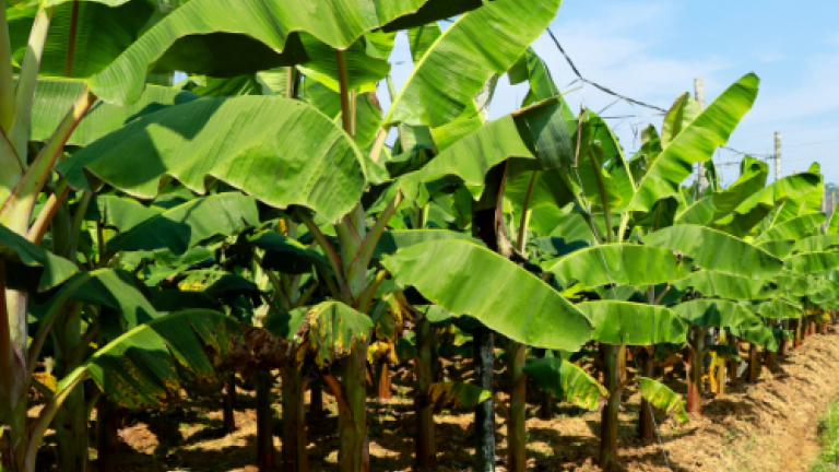 banane