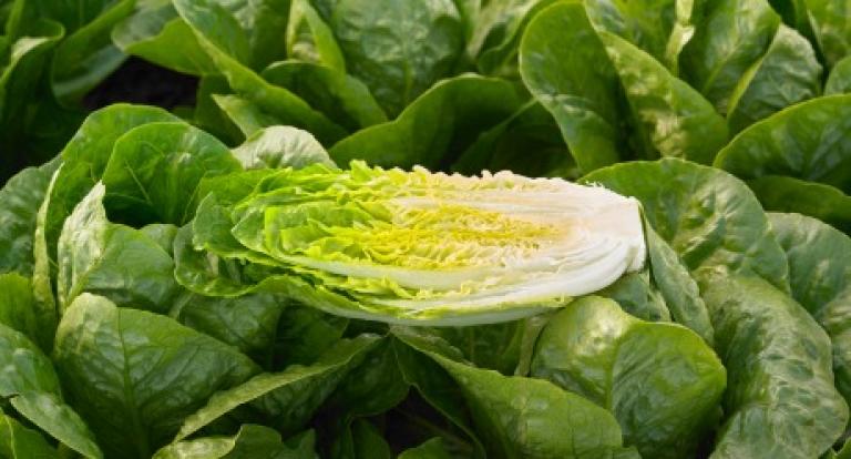 Pivotal Romaine Syngenta salad