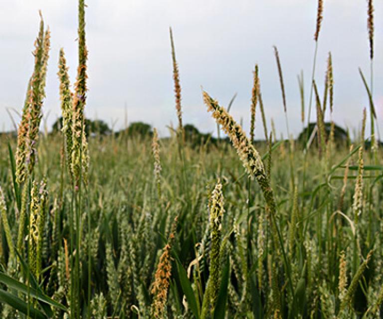 Wheat crop with black-grass weeds. Syngenta top weed control tactics. 