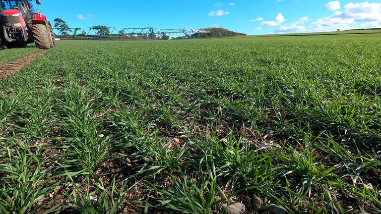 Targeting grass weed herbicide applications in spring