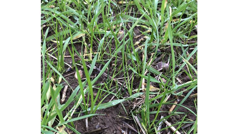 1024 x 576 Overwintered ryegrass in winter barley.jpg