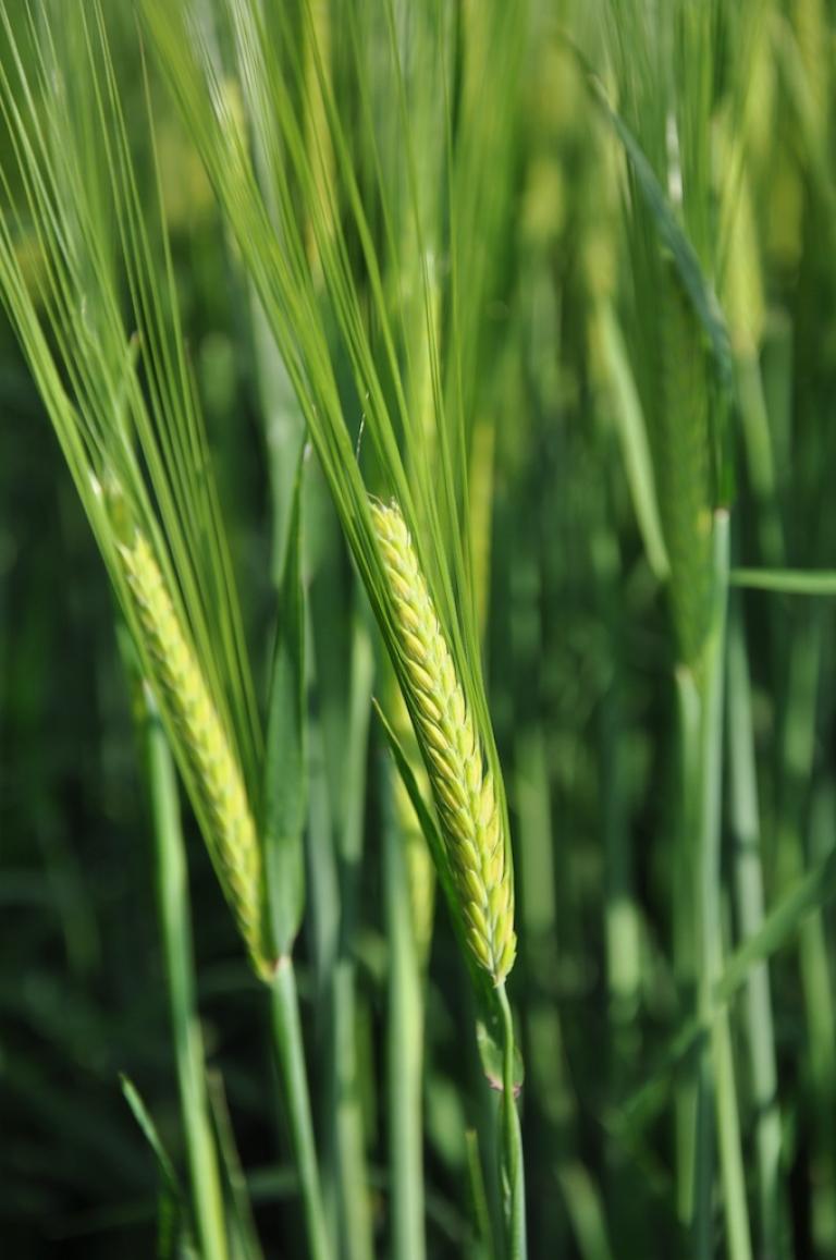 Spring barley ear