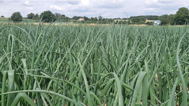 Disease free onion field