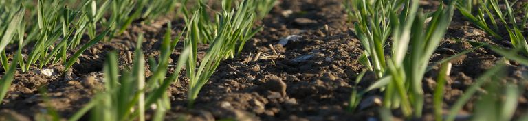 spring_barley_early_establishment