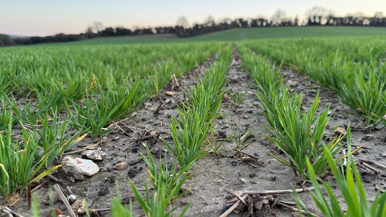 1024_x_576_winter_wheat_early_spring.jpg