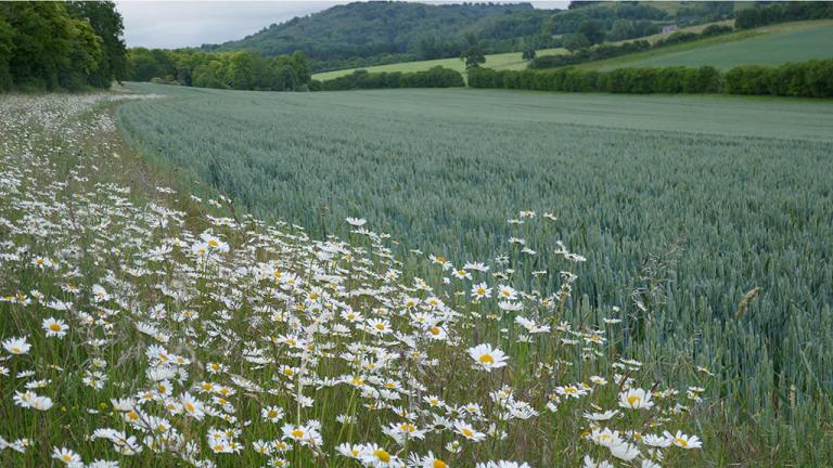 1024_x_576_wildflower_alongside_wheat.jpg