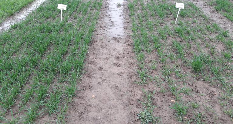 Additional establishment and rooting benefits seen with Vibrance Duo