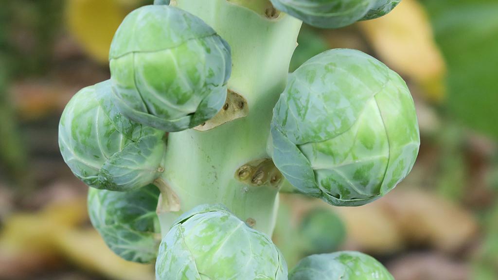 1024 x 576 Nimbus Brussels sprout.jpg