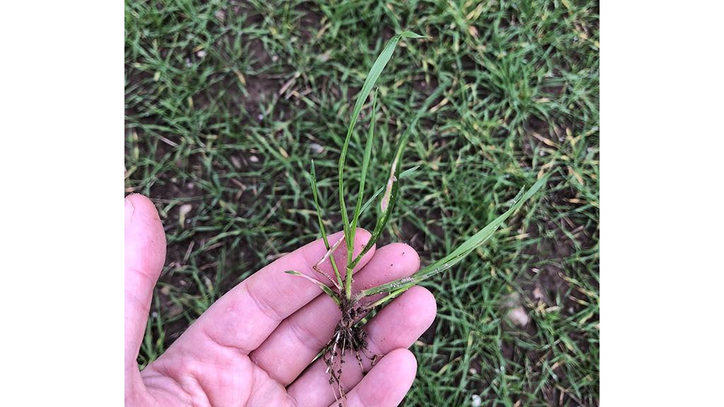 1024 x 576 ryegrass overwintered.jpg