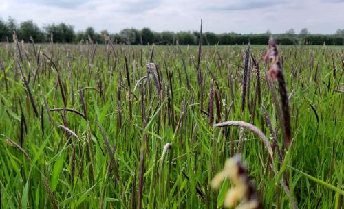 BLACK_GRASS