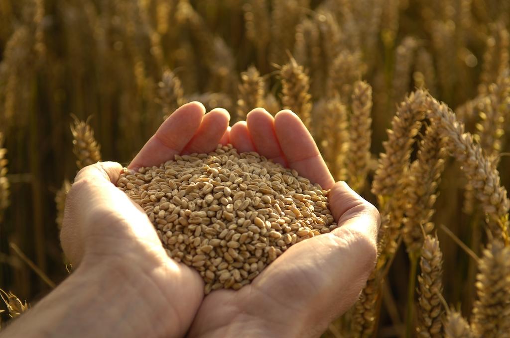 Golden wheat ears and grain
