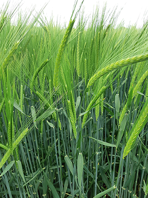 Flagon_Winter_Barley