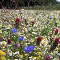 wildflower_mix_in_field