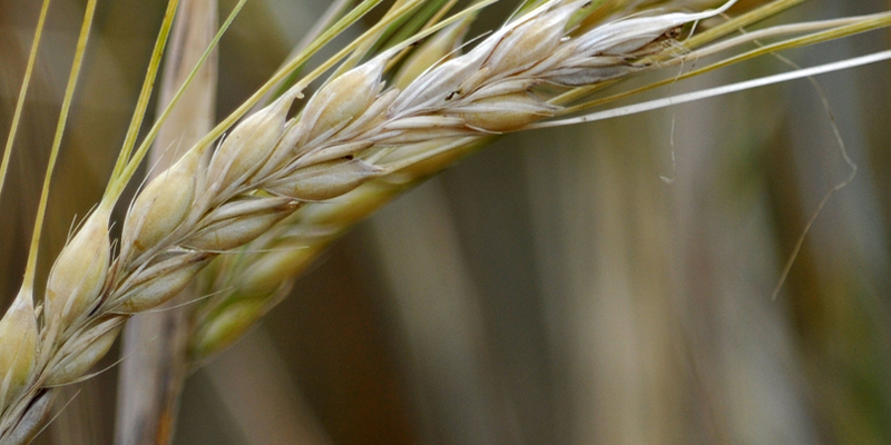 BARLEY_EAR