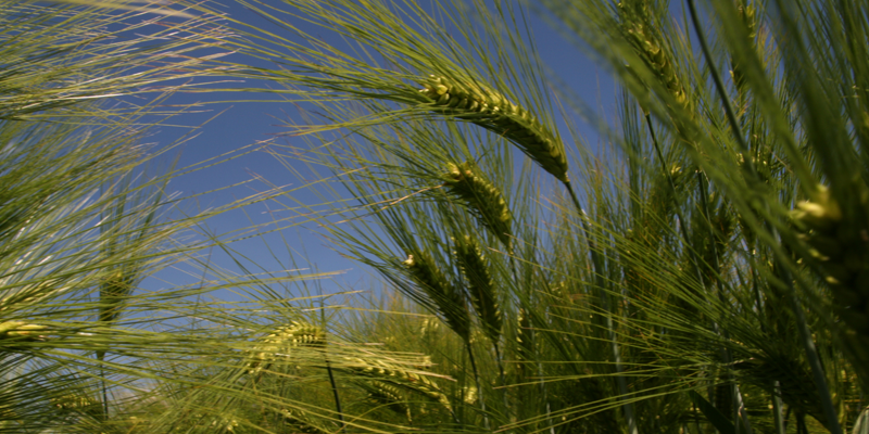 hybrid_barley_with_blue_sky_background