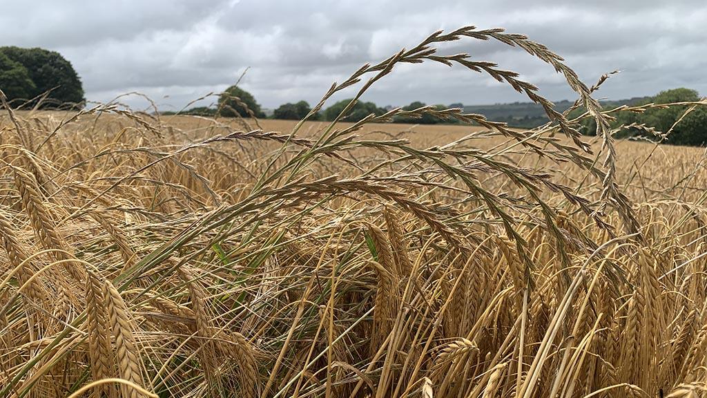 1024_x_576_ryegrass_in_barley_2.jpg