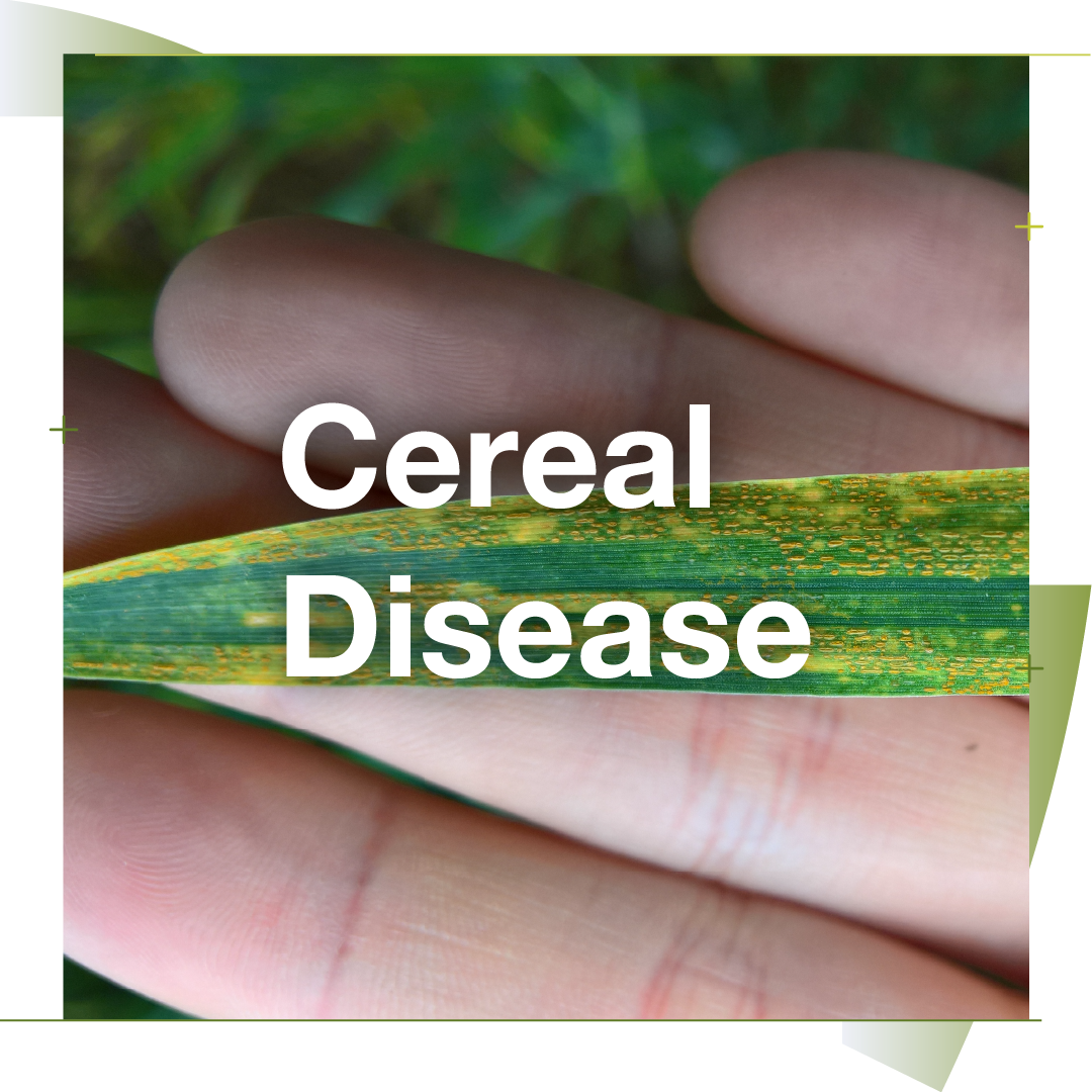 Diseases_img