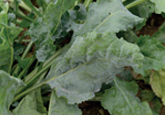 Powdery Mildew